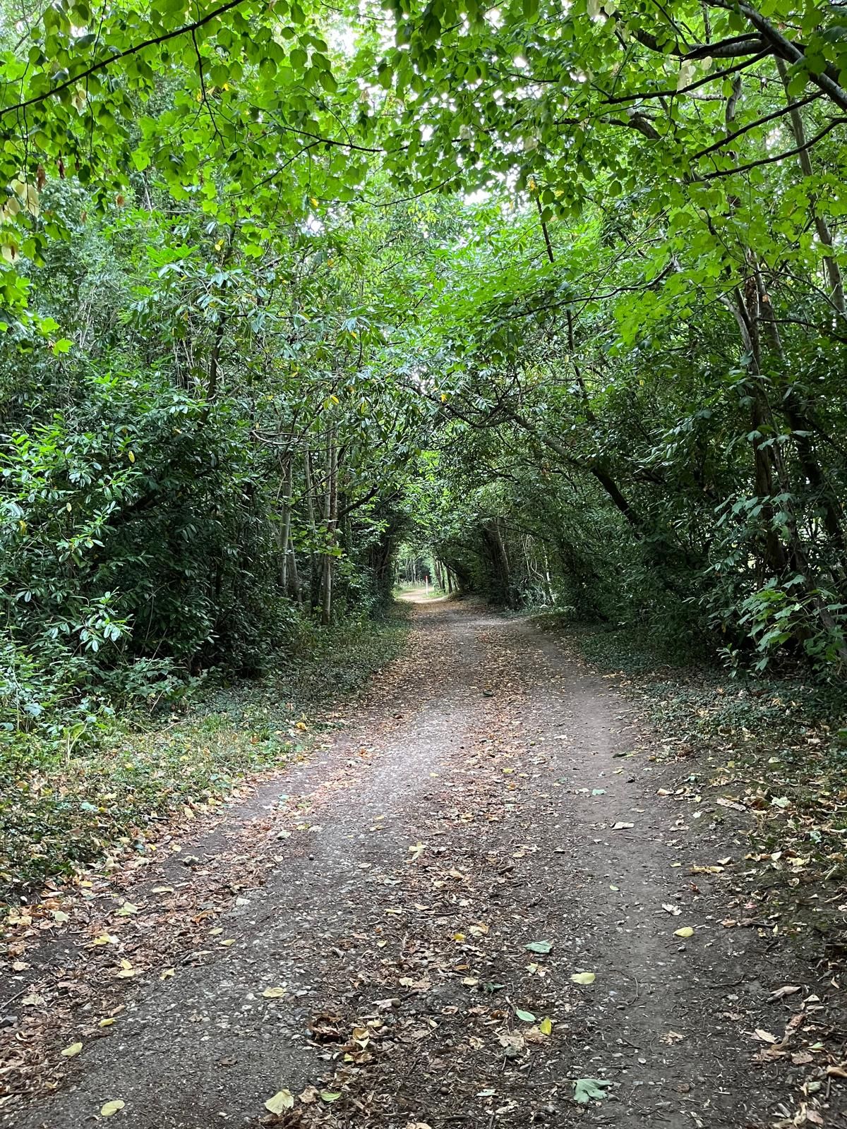 Woods above Denbies
